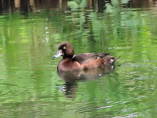 ③ キンクロハジロ ♀　成鳥　ブレア城庭園　スコットランド　Blair Castle, Scotland　2009/05/20　Photo by Kohyuh