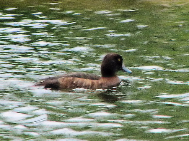 ② キンクロハジロ ♀　成鳥　セント・アンドリュース　スコットランド　St. Andrews, Scotland　2009/05/19　Photo by Kohyuh