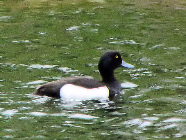 ① キンクロハジロ ♂　成鳥　セント・アンドリュース　スコットランド　St. Andrews, Scotland　2009/05/19　Photo by Kohyuh