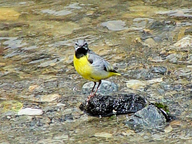 LZLC @ĉH@Baile@Olanesti@[}jA@Romania@2008/06/16@Photo by Kohyuh