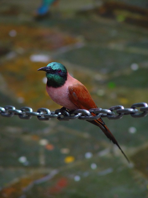 @ L^xjn`NC@WEo[hp[N@VK|[@Jurong Birdpark, Singapore@ 2007/01/18@Photo by Kohyuh