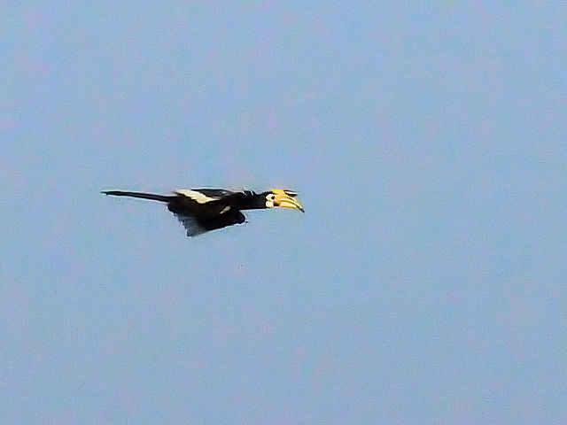 ① キタカササギサイチョウ　成鳥　カオヤイ国立公園　タイ　Khao Yai National Park, Thailand　2014/01/28　Photo by Kohyuh