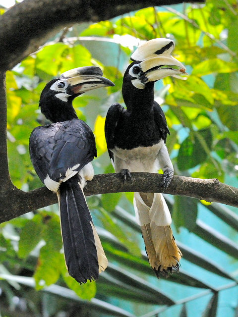 ① キタカササギサイチョウ　バードパーク　マレーシア　Birdpark, Kuala Lumpur, Malaysia　2010/06/04　Photo by Kohyuh