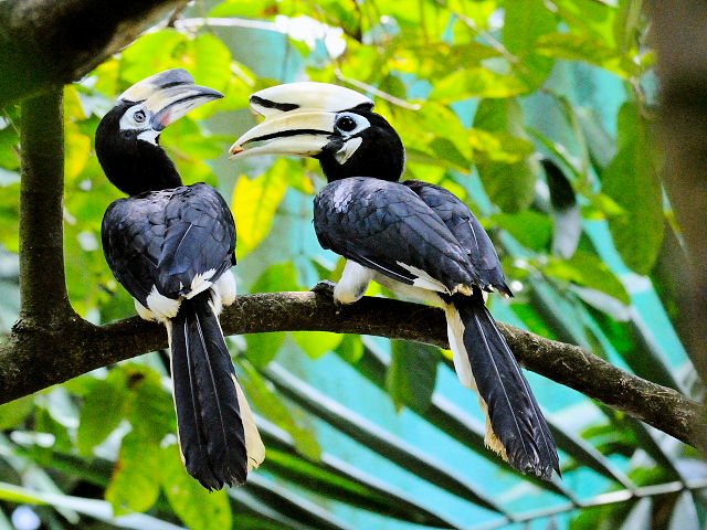 ② キタカササギサイチョウ　バードパーク　マレーシア　Birdpark, Kuala Lumpur, Malaysia　2010/06/04　Photo by Kohyuh