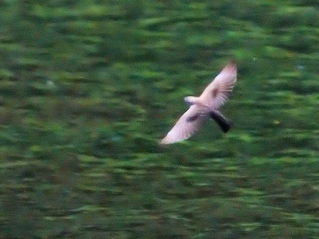 キタオビナシショウドウツバメ 成鳥　エステス湖　エステスパーク　コロラド州　米国　Lake Estes, Estes Park, Colorado, USA　2013/07/03　Photo by Kohyuh