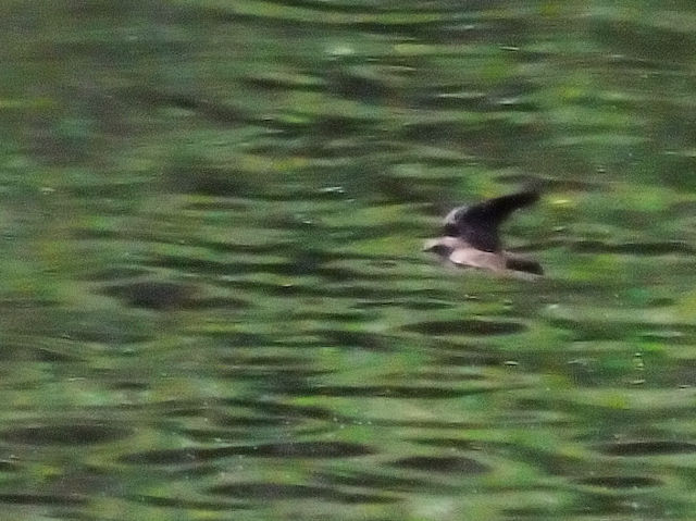 キタオビナシショウドウツバメ 成鳥　エステス湖　エステスパーク　コロラド州　米国　Lake Estes, Estes Park, Colorado, USA　2013/07/03　Photo by Kohyuh