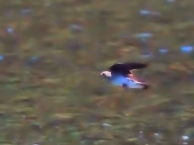 キタオビナシショウドウツバメ 成鳥　エステス湖　エステスパーク　コロラド州　米国　Lake Estes, Estes Park, Colorado, USA　2013/07/03　Photo by Kohyuh