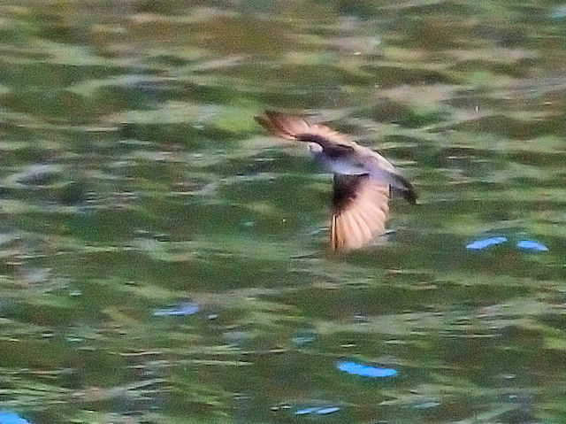 キタオビナシショウドウツバメ 成鳥　エステス湖　エステスパーク　コロラド州　米国　Lake Estes, Estes Park, Colorado, USA　2013/07/03　Photo by Kohyuh