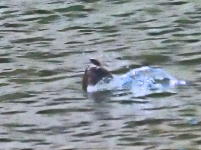 キタオビナシショウドウツバメ 成鳥　エステス湖　エステスパーク　コロラド州　米国　Lake Estes, Estes Park, Colorado, USA　2013/07/03　Photo by Kohyuh