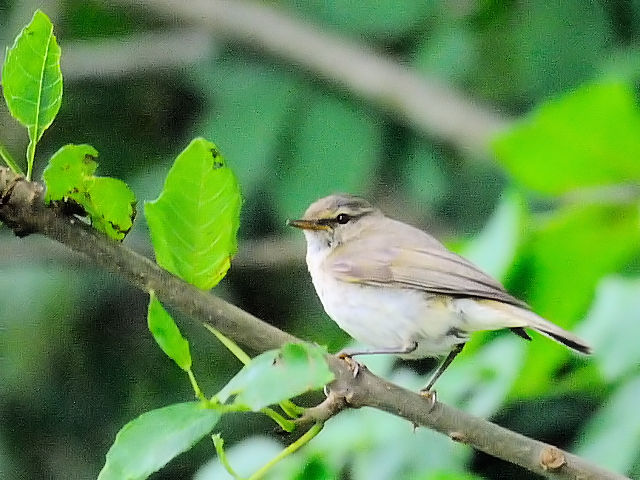 ① キタヤナギムシクイ　成鳥　レーワルデン郊外　オランダ　the suburb leeuwarden, netherlands　2011/06/07　Photo by Kohyuh