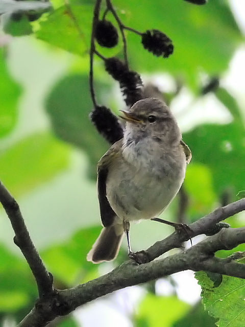 ② キタヤナギムシクイ　成鳥　レーワルデン郊外　オランダ　the suburb leeuwarden, netherlands　2011/06/07　Photo by Kohyuh