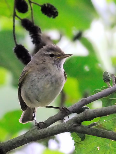 ③ キタヤナギムシクイ　成鳥　レーワルデン郊外　オランダ　the suburb leeuwarden, netherlands　2011/06/07　Photo by Kohyuh