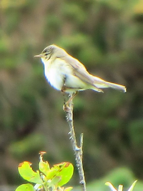 ① キタヤナギムシクイ　成鳥　コネマラ国立公園　アイルランド　Connemara National Park, Ireland　2009/06/08　Photo by Kohyuh