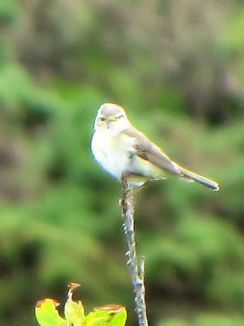 ② キタヤナギムシクイ　成鳥　コネマラ国立公園　アイルランド　Connemara National Park, Ireland　2009/06/08　Photo by Kohyuh