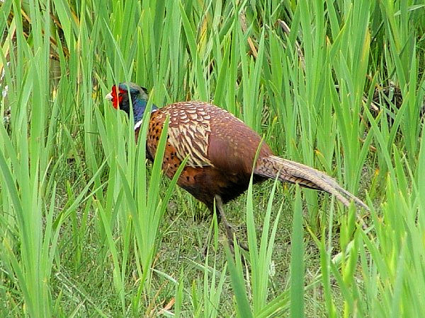 @ LW @@J}Onс@tX@Camargue, France@2004/05/03@Photo by Kohyuh