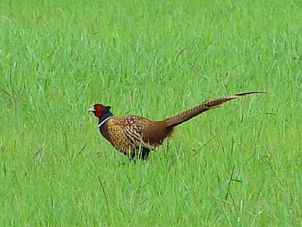 A LW @@J}Onс@tX@Camargue, France@2004/05/03@Photo by Kohyuh