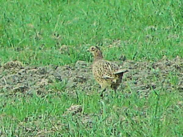  B LW @@J}Onс@tX@Camargue, France@2004/05/03@Photo by Kohyuh