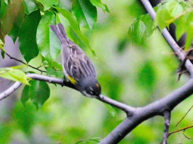 ⑤ キヅタアメリカムシクイ ♂　夏羽　成鳥　セントラル・パーク　ニューヨーク　米国　Newyork, America　2013/05/13　Photo by Kohyuh