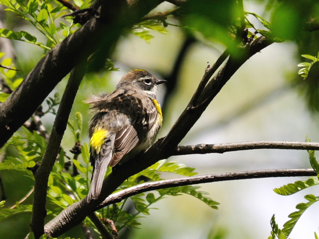 ② キヅタアメリカムシクイ ♀　夏羽　成鳥　セントラル・パーク　ニューヨーク　米国　Newyork, America　2013/05/13　Photo by Kohyuh