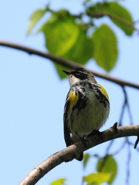 ③ キヅタアメリカムシクイ ♂　夏羽　成鳥　セントラル・パーク　ニューヨーク　米国　Newyork, America　2013/05/13　Photo by Kohyuh