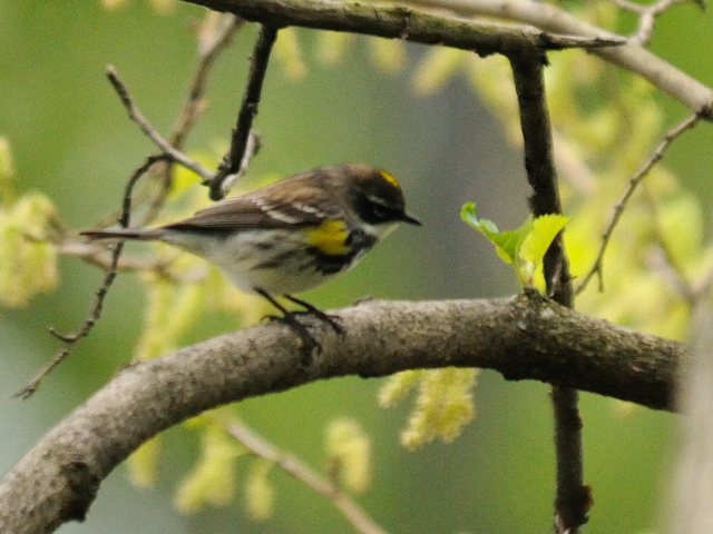 ④ キヅタアメリカムシクイ ♂　夏羽　成鳥　セントラル・パーク　ニューヨーク　米国　Newyork, America　2013/05/13　Photo by Kohyuh