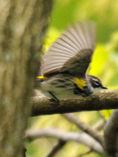 ⑥ キヅタアメリカムシクイ ♂　夏羽　成鳥　セントラル・パーク　ニューヨーク　米国　Newyork, America　2013/05/13　Photo by Kohyuh