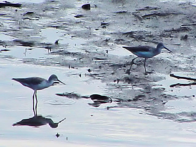 @ RAIAVVM@@~H@@XKCEu[nی@VK|[@Sungei Buloh Wetland Reserve, Singapore@2007/01/17@Photo by Kohyuh