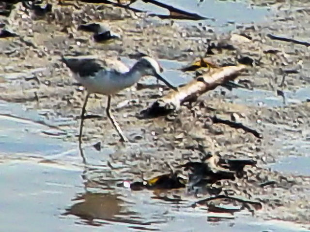 A RAIAVVM@@~H@@XKCEu[nی@VK|[@Sungei Buloh Wetland Reserve, Singapore@2007/01/17@Photo by Kohyuh