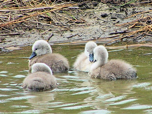 A RunN`E@c@J}O@tX@Camargue, France@2004/05/02@Photo by Kohyuh