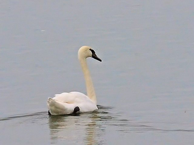 ② コブハクチョウ　若鳥　小堤防　オランダ　dijk Enkhuizen-Lelystad, Netherlands　2011/06/06　Photo by Kohyuh