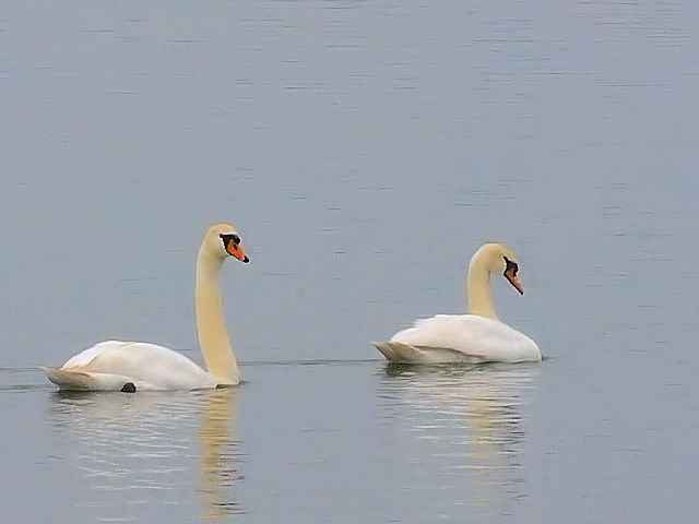 ① コブハクチョウ　成鳥　小堤防　オランダ　dijk Enkhuizen-Lelystad, Netherlands　2011/06/06　Photo by Kohyuh