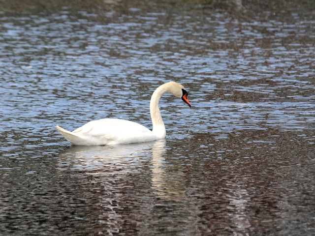 ① コブハクチョウ　成鳥　ガス・エドソン公園　スタンフォード　コネチカット州　米国　Gus Edoson Park, Stamford, CT, America　2013/05/14　Photo by Kohyuh