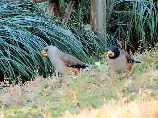 ③  コイカル ♀♂　成鳥　拙政園 　蘇州　中国　Humble Administrator's Garden, Suzhou, China　 2010/01/08　Photo by Kohyuh