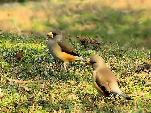 ④  コイカル ♀　成鳥　拙政園 　蘇州　中国　Humble Administrator's Garden, Suzhou, China　 2010/01/08　Photo by Kohyuh