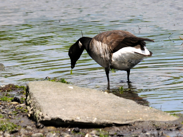 ① コクガン（シロハラネズミガン）　成鳥　ガス　エドソン公園　スタンフォード　コネチカット州　米国　Gus Edoson Park, Stamford, CT, America　2013/05/14　Photo by Kohyuh