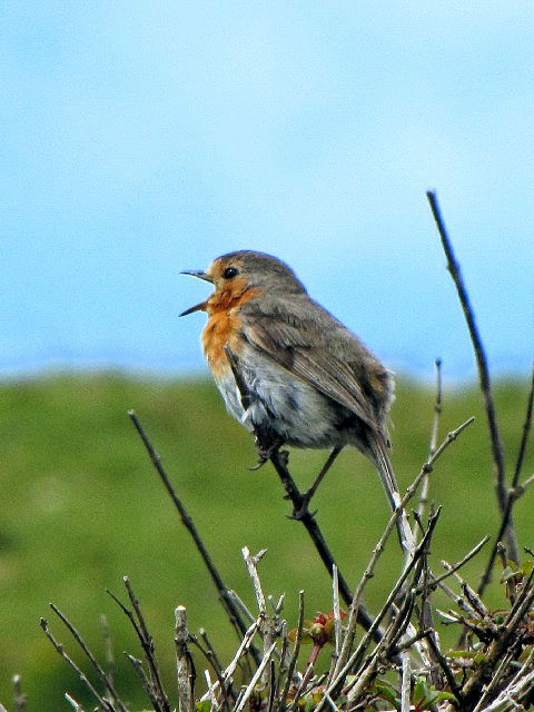 ⑤ ロビン （ヨーロッパコマドリ）　成鳥　コネマラ国立公園　アイルランド　Connemara National Park, Ireland　2009/06/08　Photo by Kohyuh