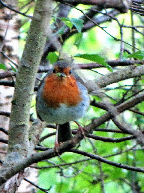 ③ ロビン （ヨーロッパコマドリ）　成鳥　グレンコー　スコットランド　Glencoe, Scotland　2009/05/31　Photo by Kohyuh