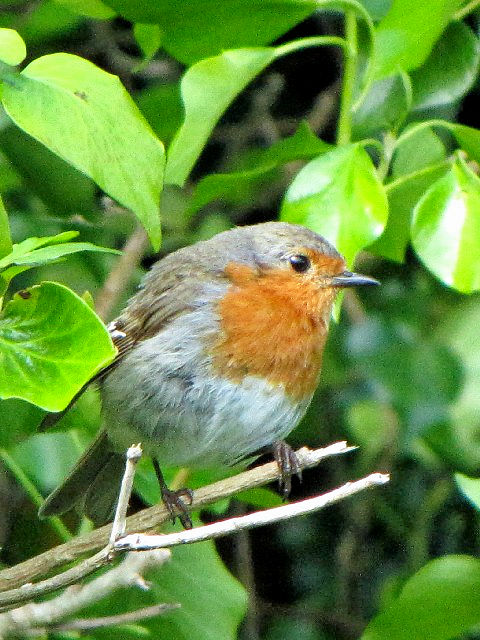 ④ ロビン （ヨーロッパコマドリ）　成鳥　アラン島　アイルランド　Aran Island, Ireland　2009/06/07　Photo by Kohyuh