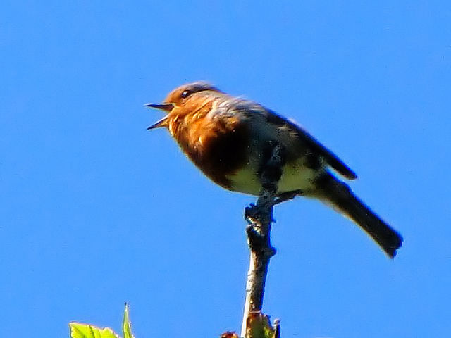 ② ロビン （ヨーロッパコマドリ）　成鳥　　グレンダーロッホ　アイルランド　 Glendalough, Ireland　2009/05/31　Photo by Kohyuh