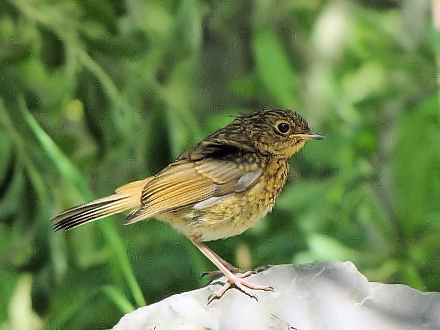 ⑥ ロビン （ヨーロッパコマドリ）　若鳥　　ニューグレンジ　アイルランド　Newgrange, Ireland　2009/06/16　Photo by Kohyu