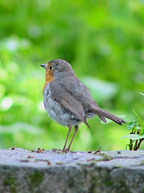 ① ロビン （ヨーロッパコマドリ）　成鳥　シナイア　ルーマニア　Sinaia, Romania　2008/06/13　Photo by Kohyuh