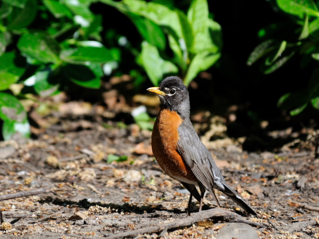 ① コマツグミ　成鳥　夏羽　ニューヨーク　米国　Newyork, America　2013/05/13　Photo by Kohyuh