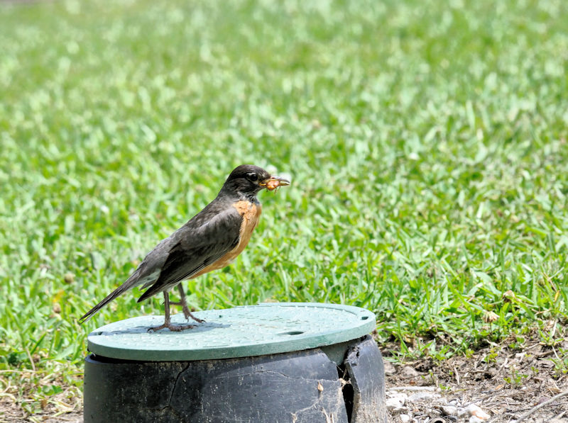 コマツグミ　成鳥　夏羽（２態-2）　ポンチャートレイン湖畔　ルイジアナ州　米国　Lakeside of Pontchartrain, New Orleans, Louisiana　USA　2013/06/13　Photo by Kohyuh