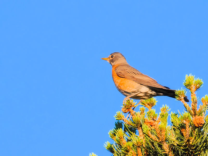 コマツグミ♀　成鳥　グランドキャニオン　アリゾナ州　米国　Grand Cayon National Park, Arizona, America　2013/06/23　Photo by Kohyuh