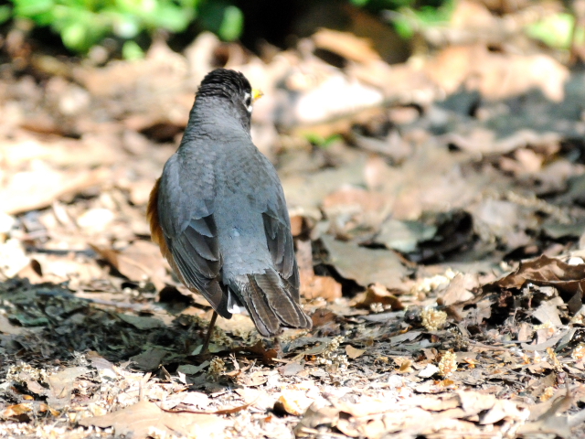 ② コマツグミ　成鳥　夏羽　ニューヨーク　米国　Newyork, America　2013/05/13　Photo by Kohyuh