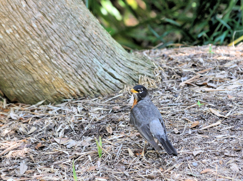 コマツグミ　成鳥　夏羽（２態-1）　ポンチャートレイン湖畔　ルイジアナ州　米国　Lakeside of Pontchartrain, New Orleans, Louisiana　USA　2013/06/13　Photo by Kohyuh