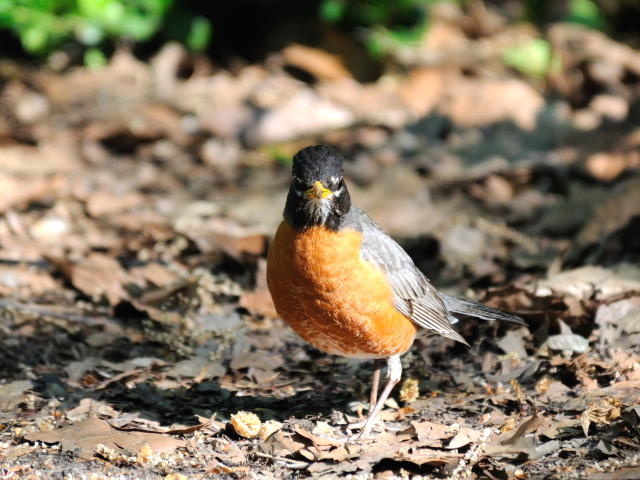 ③ コマツグミ　成鳥　夏羽　ニューヨーク　米国　Newyork, America　2013/05/13　Photo by Kohyuh