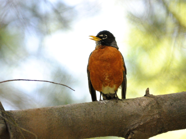 ④ コマツグミ　成鳥　夏羽　ニューヨーク　米国　Newyork, America　2013/05/13　Photo by Kohyuh