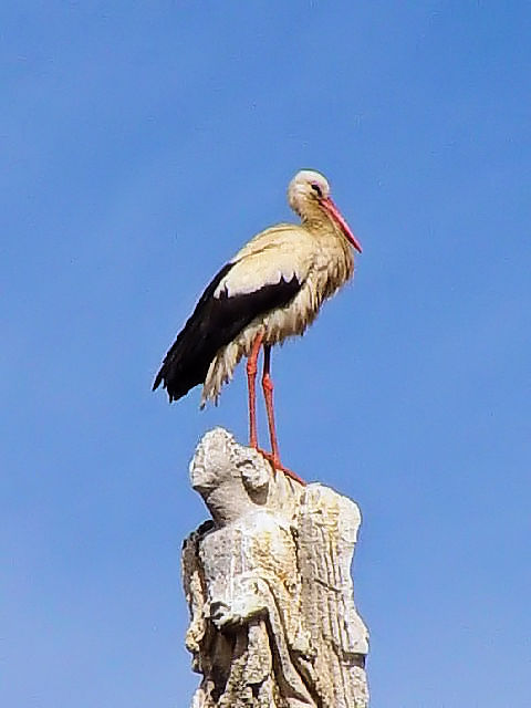 ④ シュバシコウ　成鳥 　アビラ Avila, Spain　 2005/04/22　Photo by Kohyuh