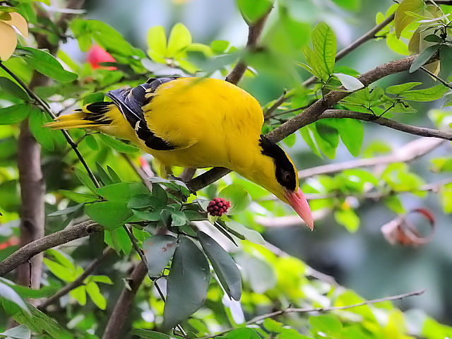 ① コウライウグイス　バード・パーク　マレーシア　Birdpark, Kuala Lumpur, Malaysia　2010/06/04　Photo by Kohyuh